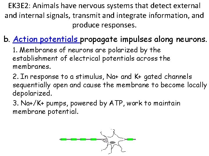 EK 3 E 2: Animals have nervous systems that detect external and internal signals,