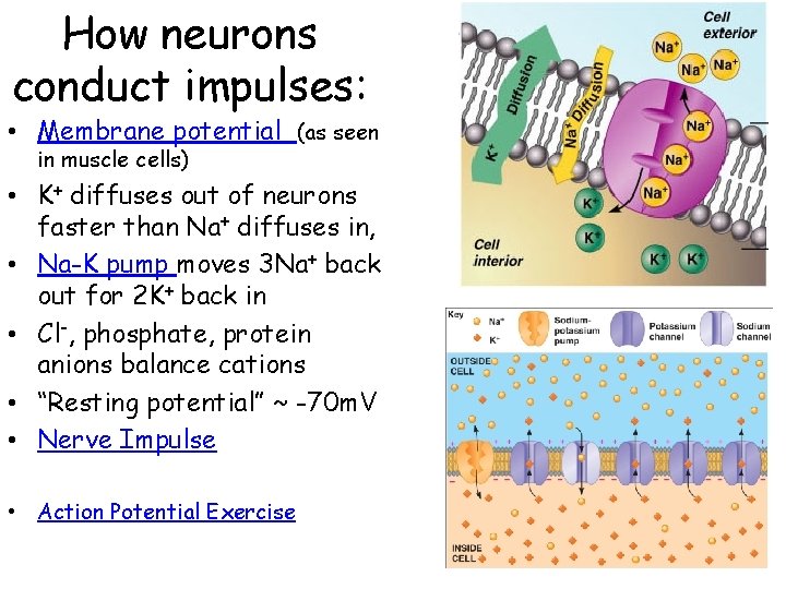 How neurons conduct impulses: • Membrane potential (as seen in muscle cells) • K+