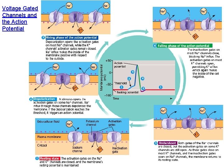 Voltage Gated Channels and the Action Potential 