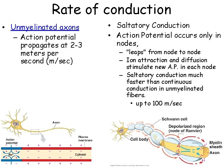 Rate of conduction • Unmyelinated axons – Action potential propagates at 2 -3 meters