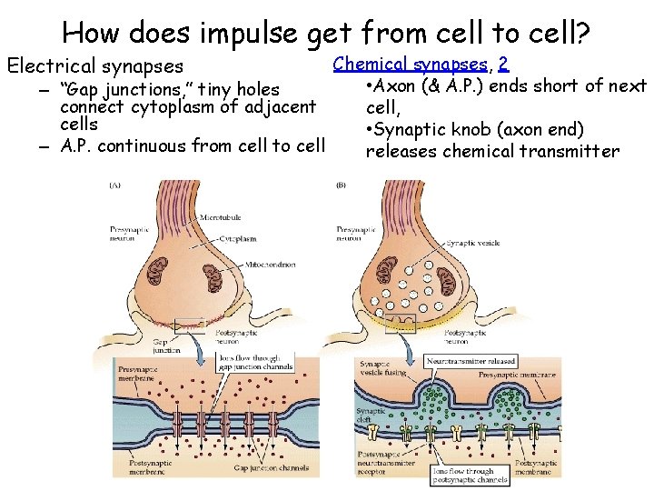 How does impulse get from cell to cell? Chemical synapses, 2 • Axon (&