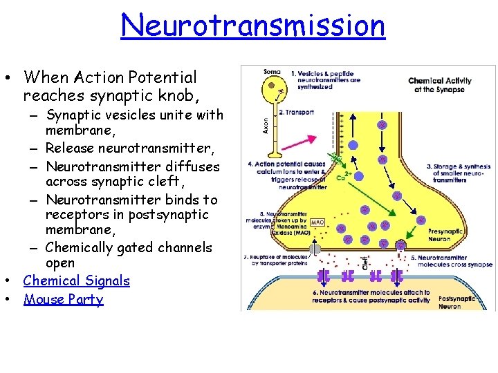 Neurotransmission • When Action Potential reaches synaptic knob, – Synaptic vesicles unite with membrane,