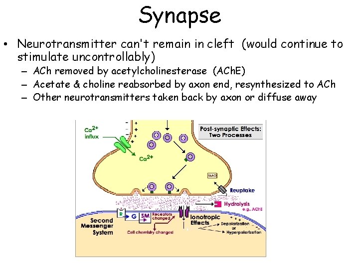 Synapse • Neurotransmitter can't remain in cleft (would continue to stimulate uncontrollably) – ACh