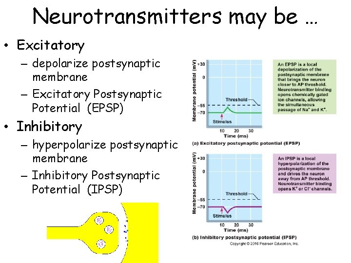 Neurotransmitters may be … • Excitatory – depolarize postsynaptic membrane – Excitatory Postsynaptic Potential