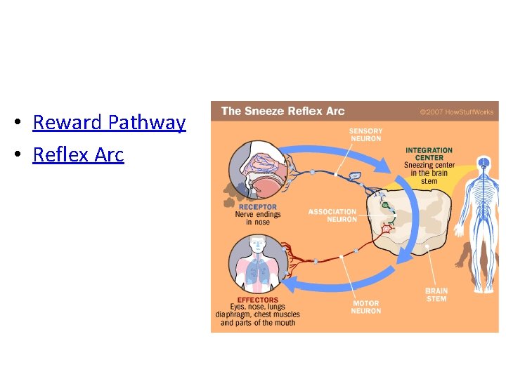  • Reward Pathway • Reflex Arc 