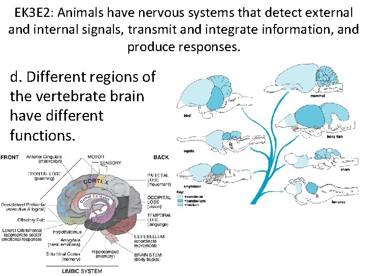EK 3 E 2: Animals have nervous systems that detect external and internal signals,