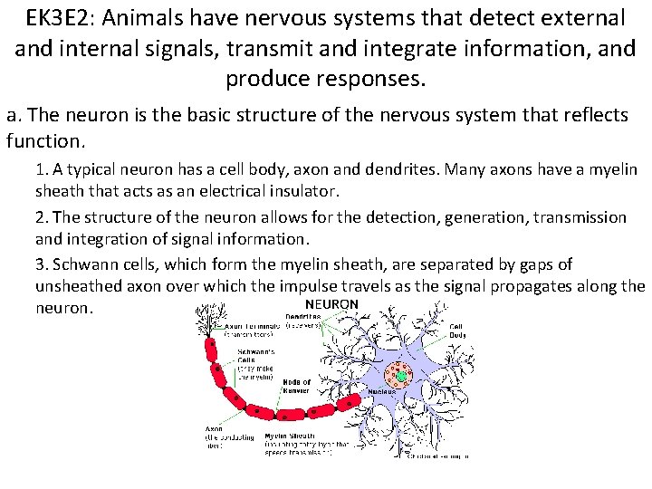 EK 3 E 2: Animals have nervous systems that detect external and internal signals,