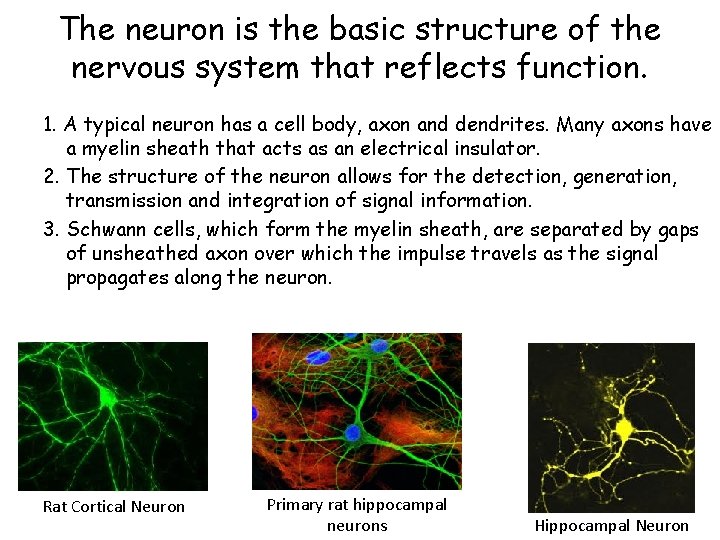 The neuron is the basic structure of the nervous system that reflects function. 1.