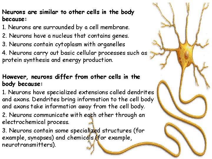 Neurons are similar to other cells in the body because: 1. Neurons are surrounded