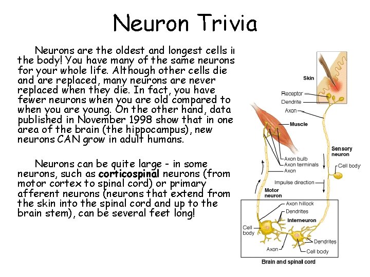 Neuron Trivia Neurons are the oldest and longest cells in the body! You have