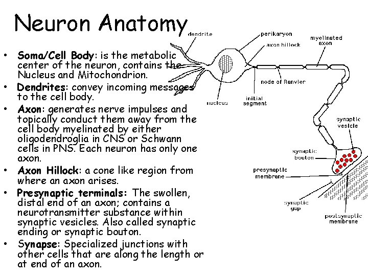 Neuron Anatomy • Soma/Cell Body: is the metabolic center of the neuron, contains the