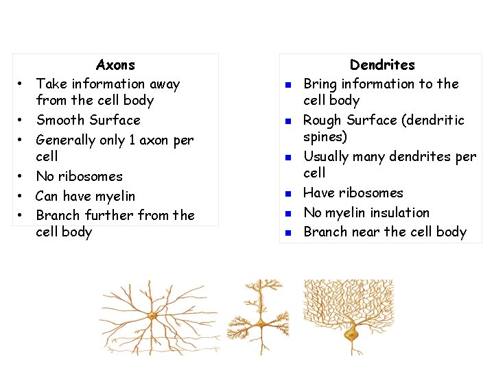  • • • Axons Take information away from the cell body Smooth Surface