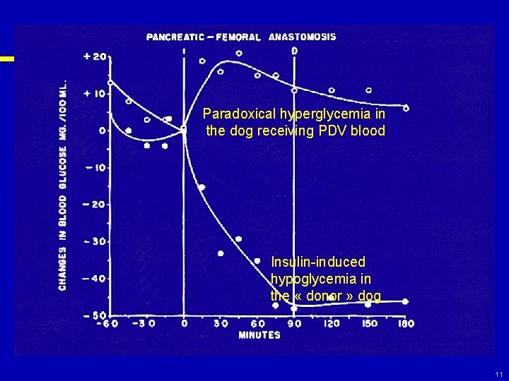 Paradoxical hyperglycemia in the dog receiving PDV blood Insulin-induced hypoglycemia in the « donor