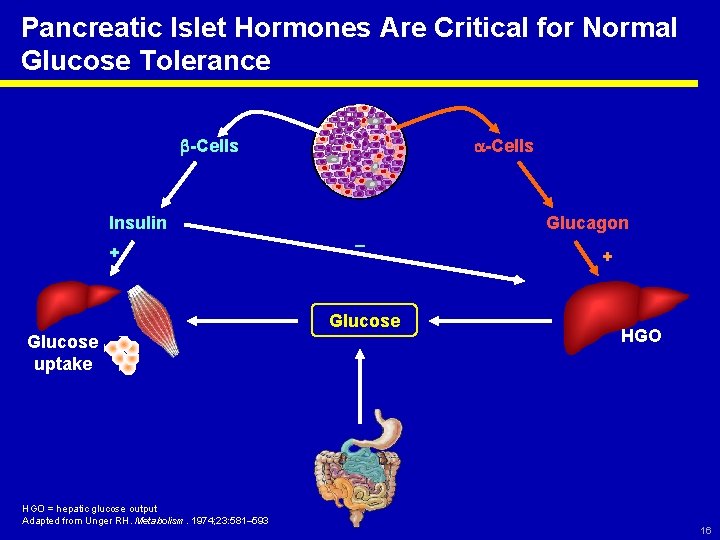 Pancreatic Islet Hormones Are Critical for Normal Glucose Tolerance -Cells Insulin + Glucagon –