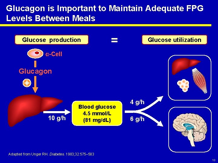 Glucagon is Important to Maintain Adequate FPG Levels Between Meals Glucose production = Glucose