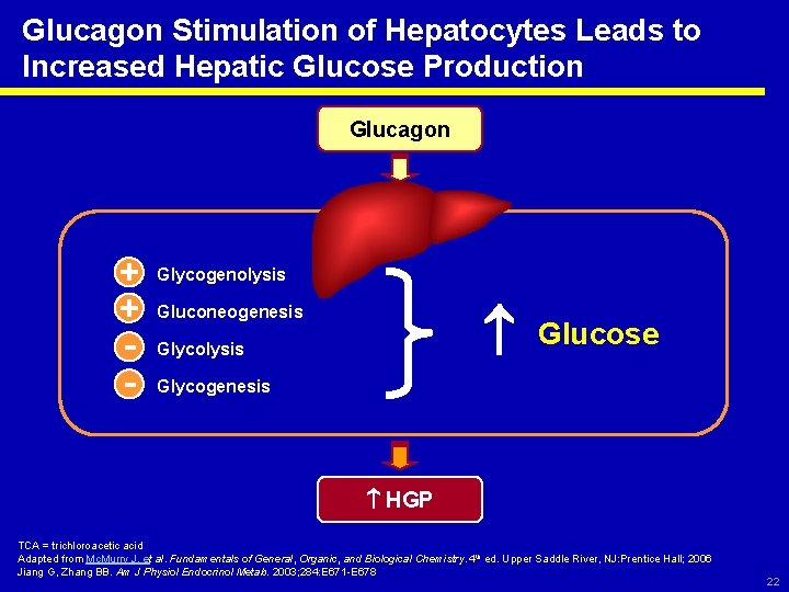 Glucagon Stimulation of Hepatocytes Leads to Increased Hepatic Glucose Production Glucagon + + -