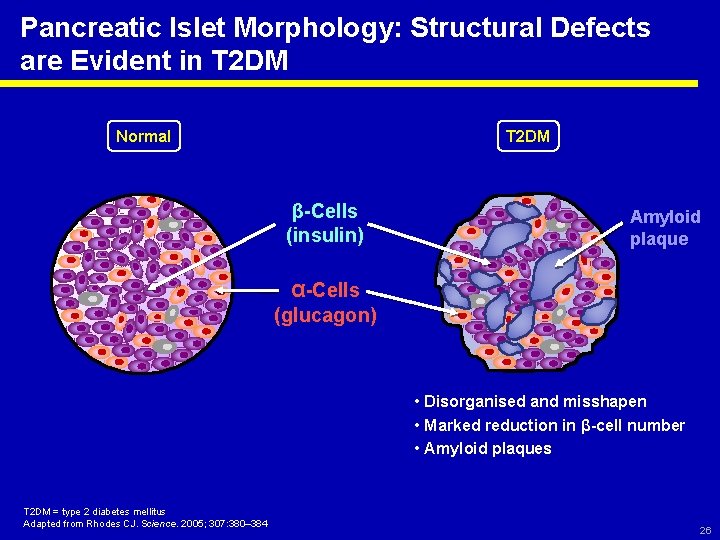 Pancreatic Islet Morphology: Structural Defects are Evident in T 2 DM Normal T 2