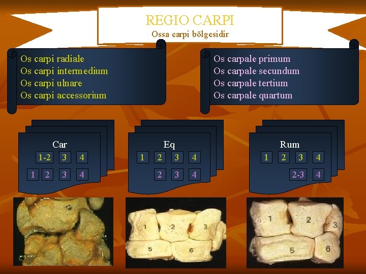 REGIO CARPI Ossa carpi bölgesidir Os carpi radiale Os carpi intermedium Os carpi ulnare