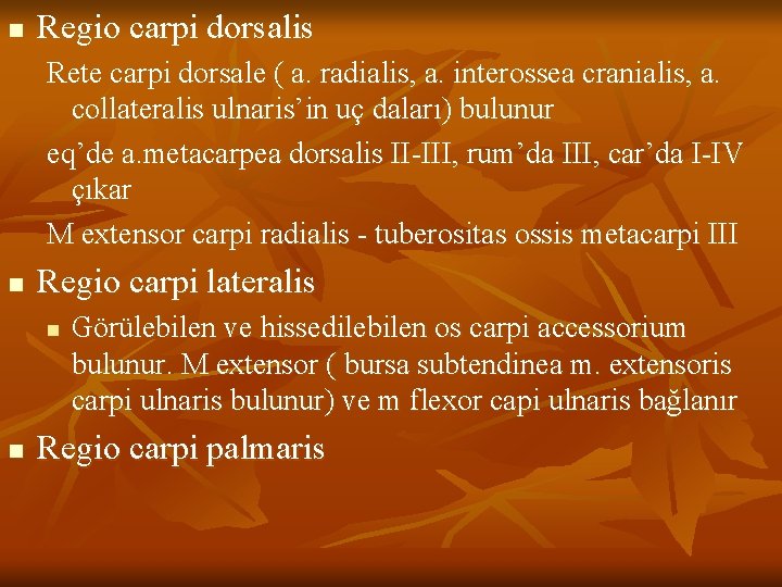 n Regio carpi dorsalis Rete carpi dorsale ( a. radialis, a. interossea cranialis, a.