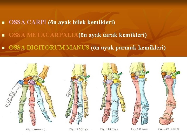 n OSSA CARPI (ön ayak bilek kemikleri) n OSSA METACARPALIA(ön ayak tarak kemikleri) n