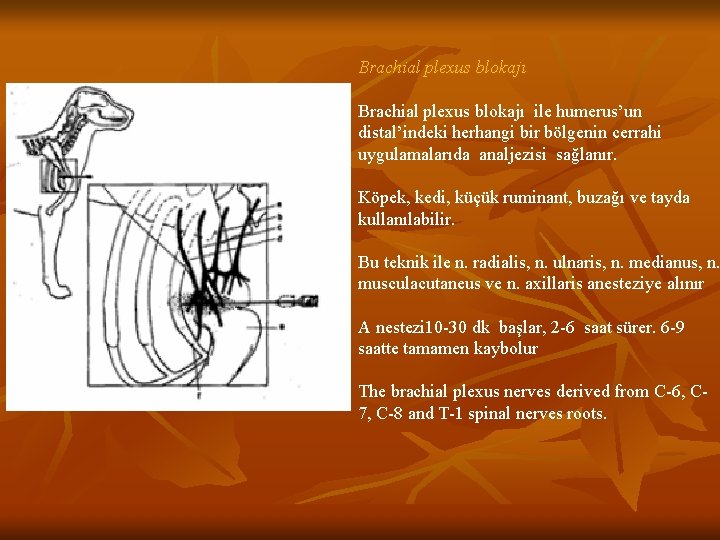Brachial plexus blokajı ile humerus’un distal’indeki herhangi bir bölgenin cerrahi uygulamalarıda analjezisi sağlanır. Köpek,