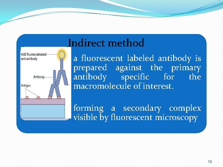 Indirect method • a fluorescent labeled antibody is prepared against the primary antibody specific