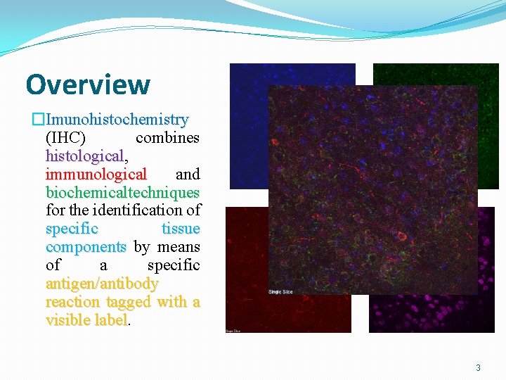 Overview �Imunohistochemistry (IHC) combines histological, histological immunological and biochemicaltechniques for the identification of specific