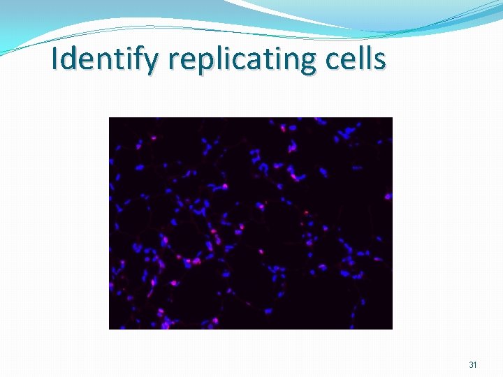 Identify replicating cells 31 