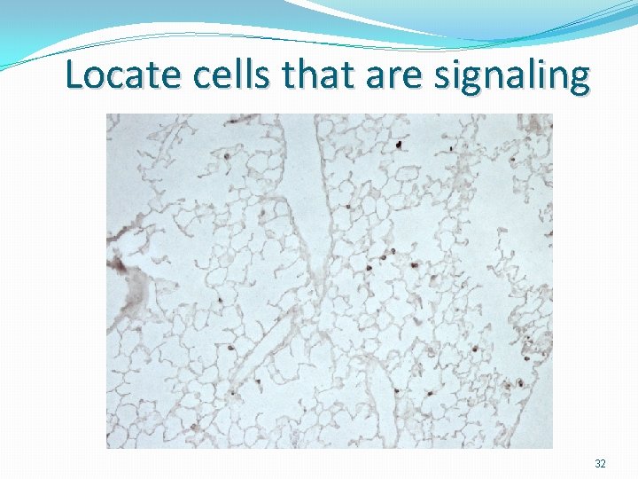 Locate cells that are signaling 32 