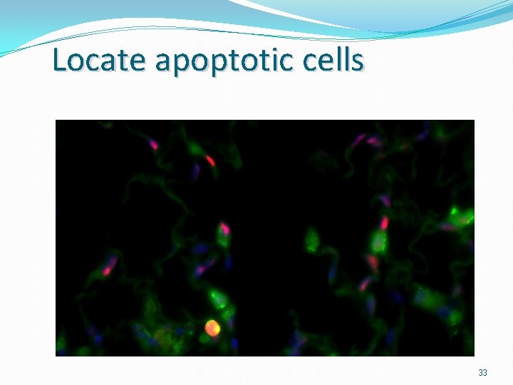 Locate apoptotic cells 33 