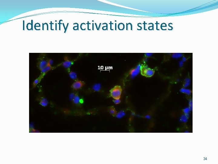 Identify activation states 34 