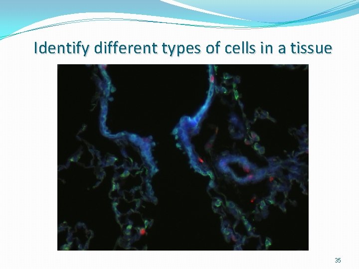 Identify different types of cells in a tissue 35 