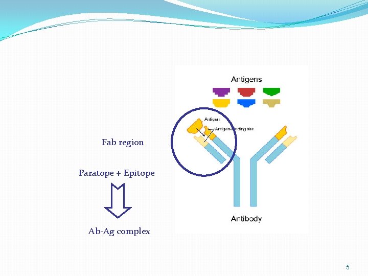 Fab region Paratope + Epitope Ab-Ag complex 5 