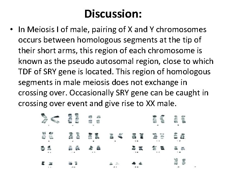 Discussion: • In Meiosis I of male, pairing of X and Y chromosomes occurs
