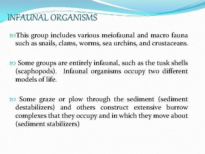 INFAUNAL ORGANISMS This group includes various meiofaunal and macro fauna such as snails, clams,
