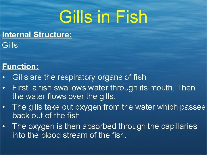 Gills in Fish Internal Structure: Gills Function: • Gills are the respiratory organs of