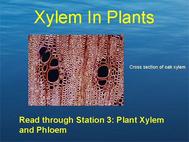 Xylem In Plants Cross section of oak xylem Read through Station 3: Plant Xylem