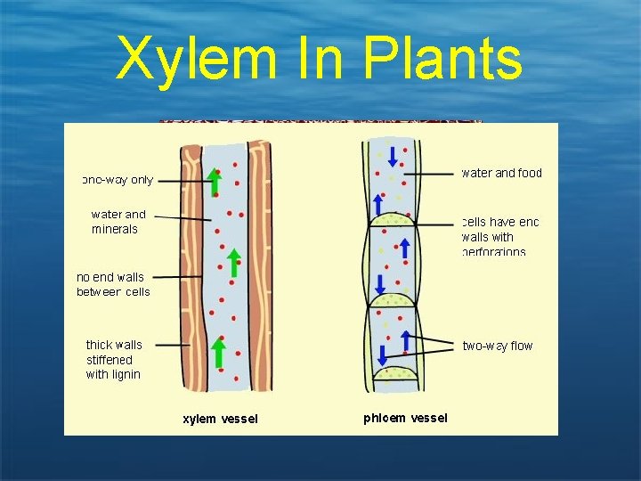 Xylem In Plants 