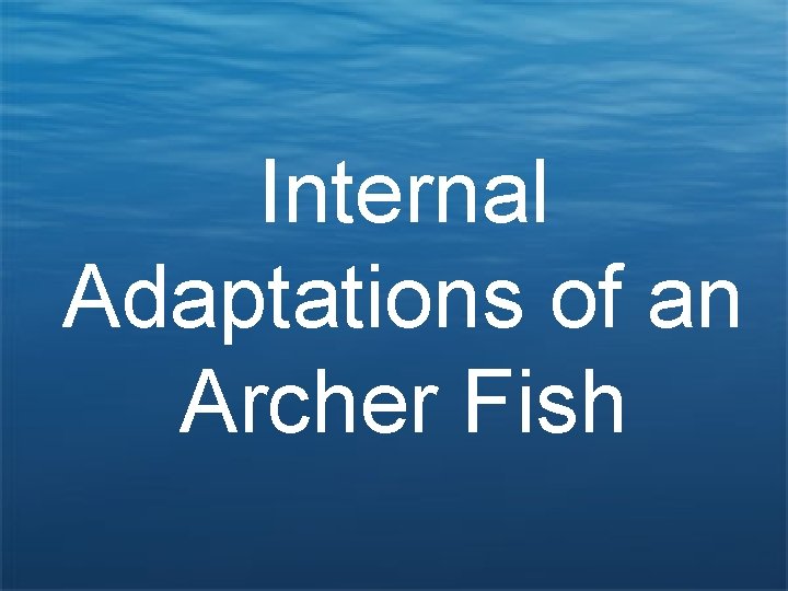 Internal Adaptations of an Archer Fish 