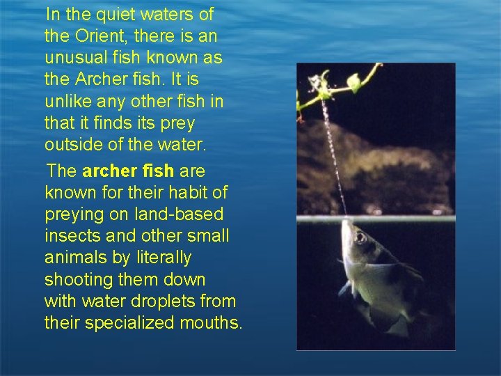 In the quiet waters of the Orient, there is an unusual fish known as