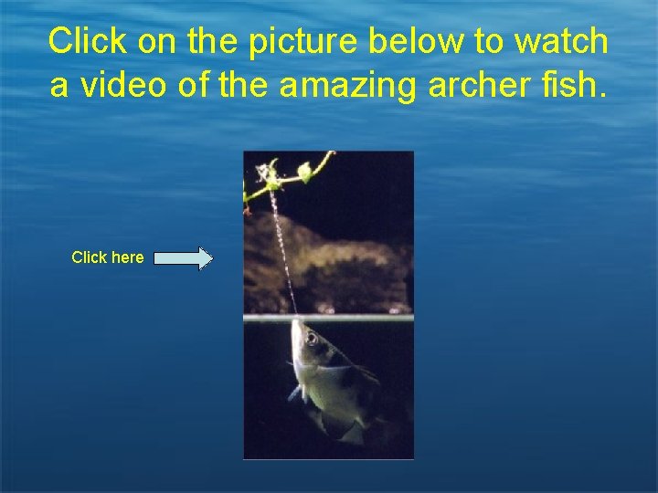 Click on the picture below to watch a video of the amazing archer fish.