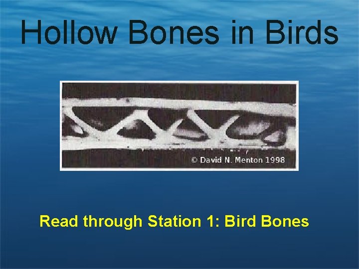 Hollow Bones in Birds Read through Station 1: Bird Bones 