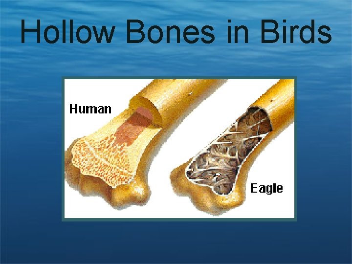 Hollow Bones in Birds 