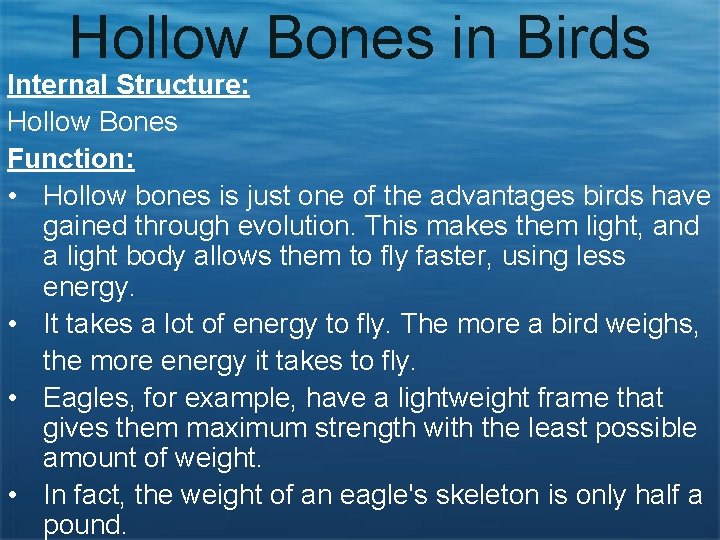 Hollow Bones in Birds Internal Structure: Hollow Bones Function: • Hollow bones is just