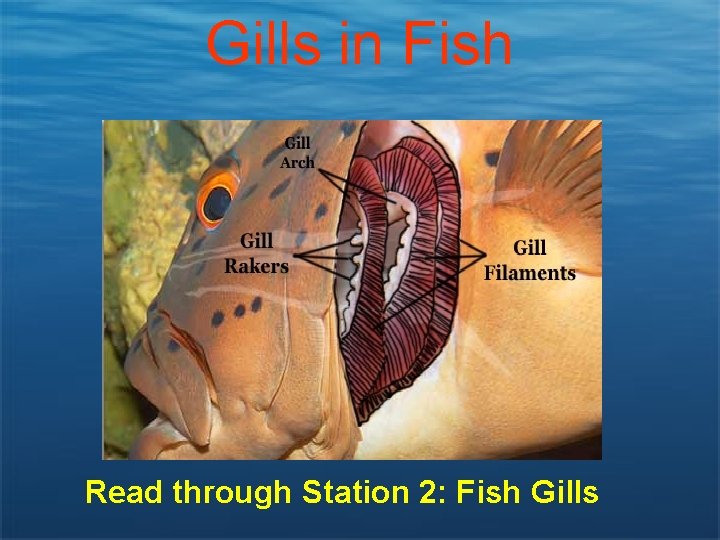 Gills in Fish Read through Station 2: Fish Gills 