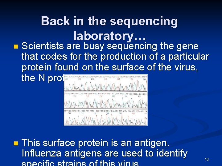 Back in the sequencing laboratory… n Scientists are busy sequencing the gene that codes