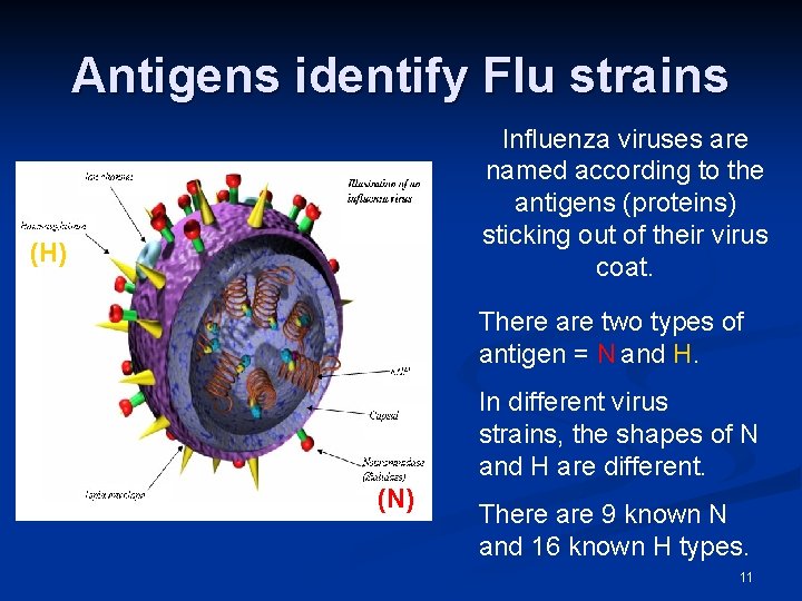 Antigens identify Flu strains Influenza viruses are named according to the antigens (proteins) sticking