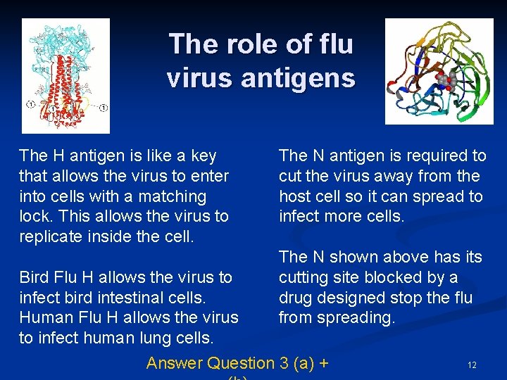 The role of flu virus antigens The H antigen is like a key that