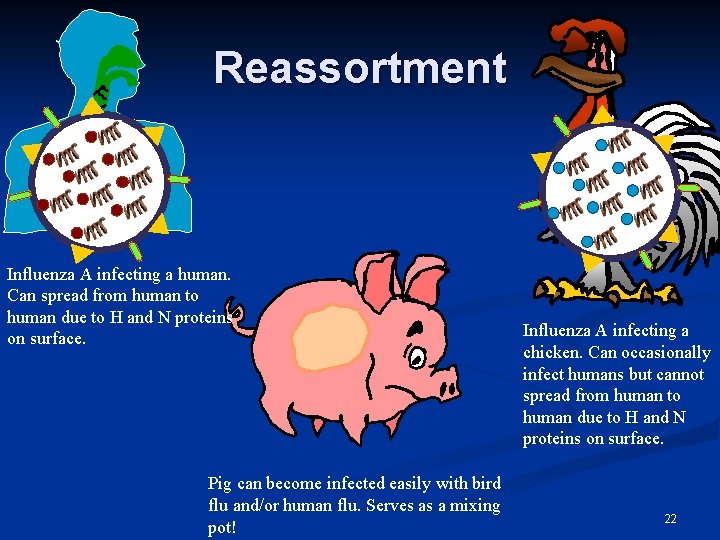 Reassortment Influenza A infecting a human. Can spread from human to human due to