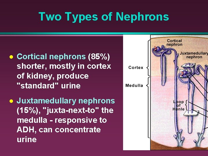 Two Types of Nephrons Cortical nephrons (85%) shorter, mostly in cortex of kidney, produce
